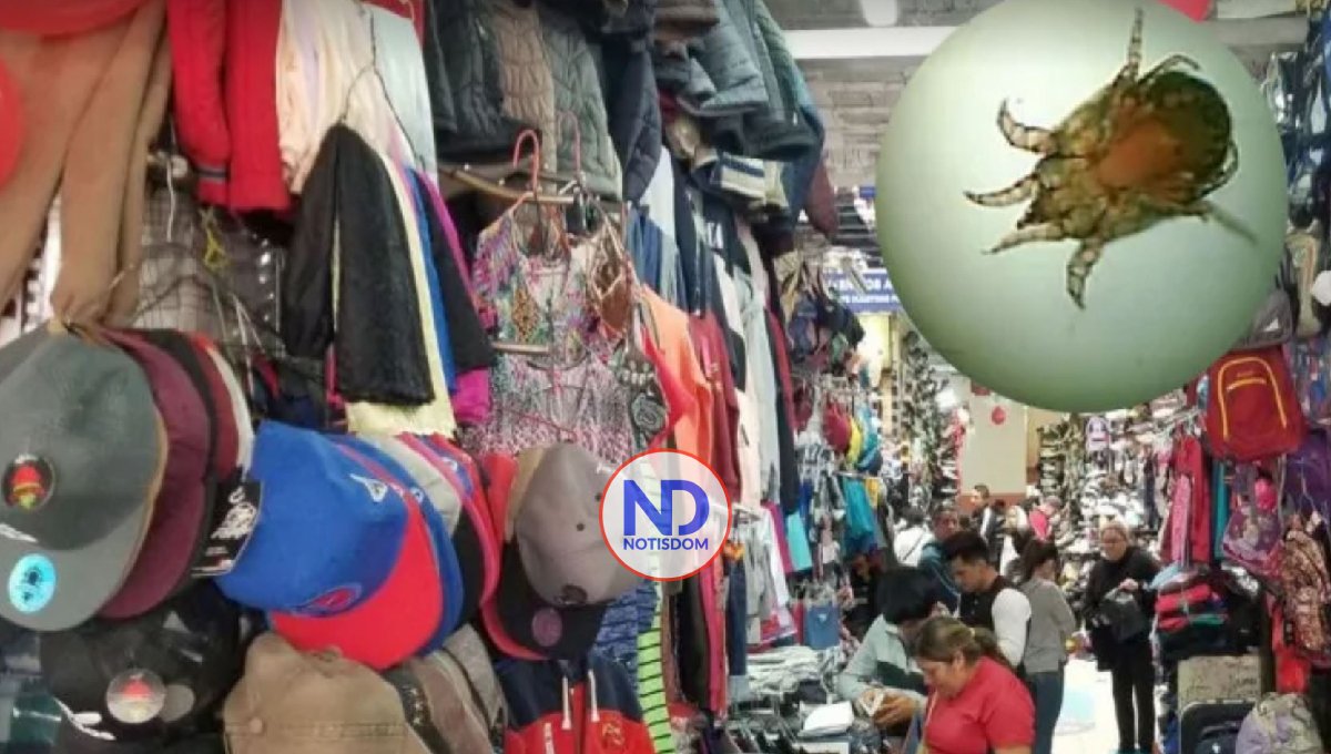 Dermatóloga asegura que ropa de paca no propaga contagios de sarna 2 Dermatóloga asegura que ropa de paca no propaga contagios de sarna