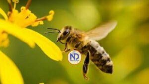 Hoy se celebra el Día Mundial de las Abejas