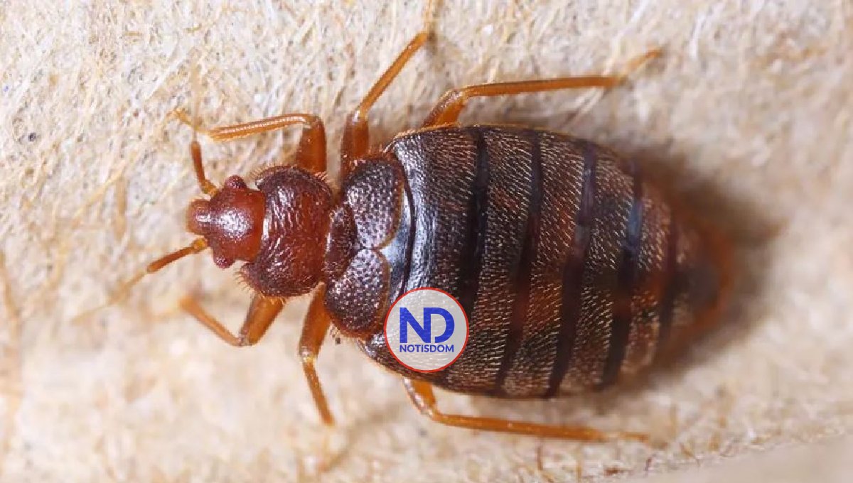 Chinches: ¿Qué son, dónde se encuentran, cómo y dónde pican?