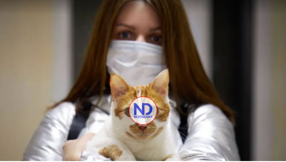 Los gatos también pueden contagiar el Covid-19 a los seres humanos