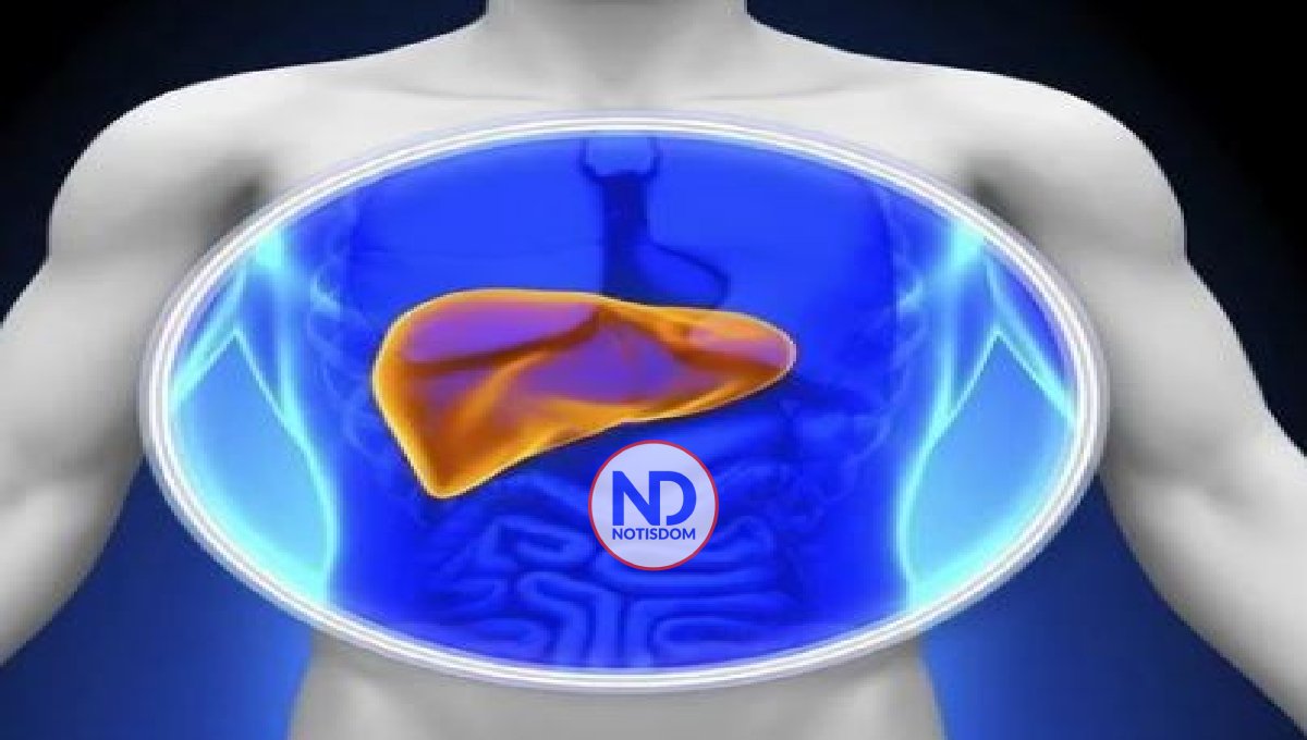 Un estudio evidencia que el hígado, más allá de la edad de la persona, tiene menos de tres años