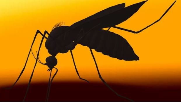 MOSQUITO 1 Viruela del mono, hepatitis misteriosa y covid: ¿es el mundo más propenso a las epidemias?