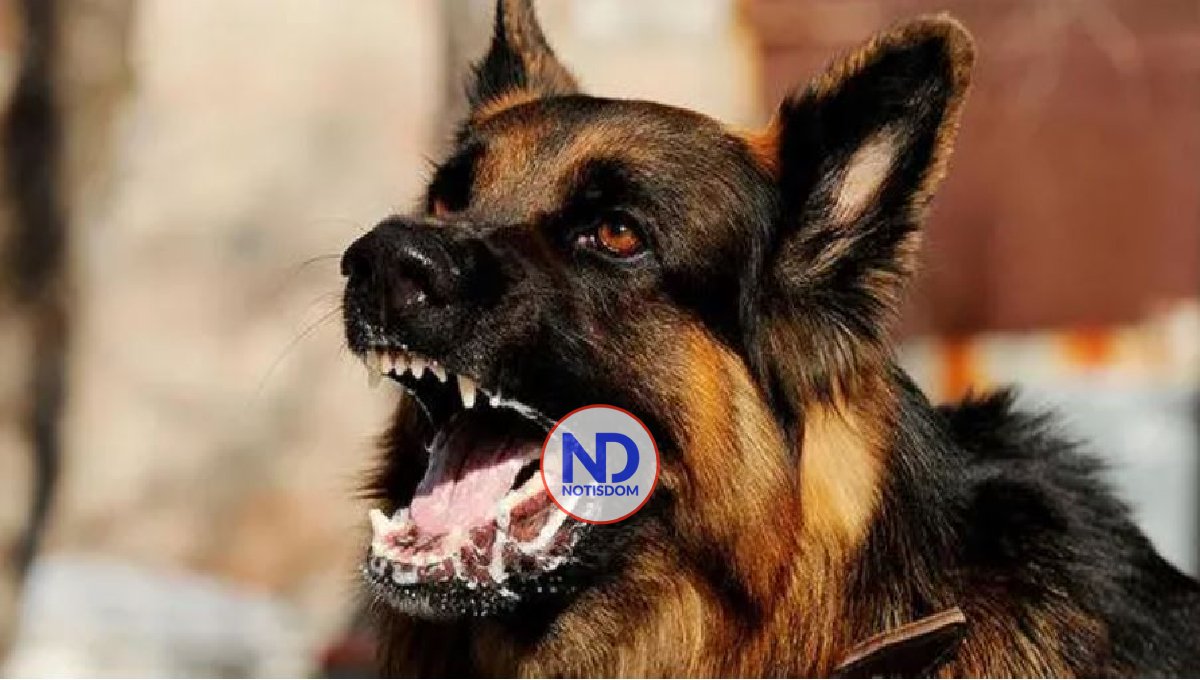 Colegio Veterinario denuncia brotes rabia y ataques a humanos