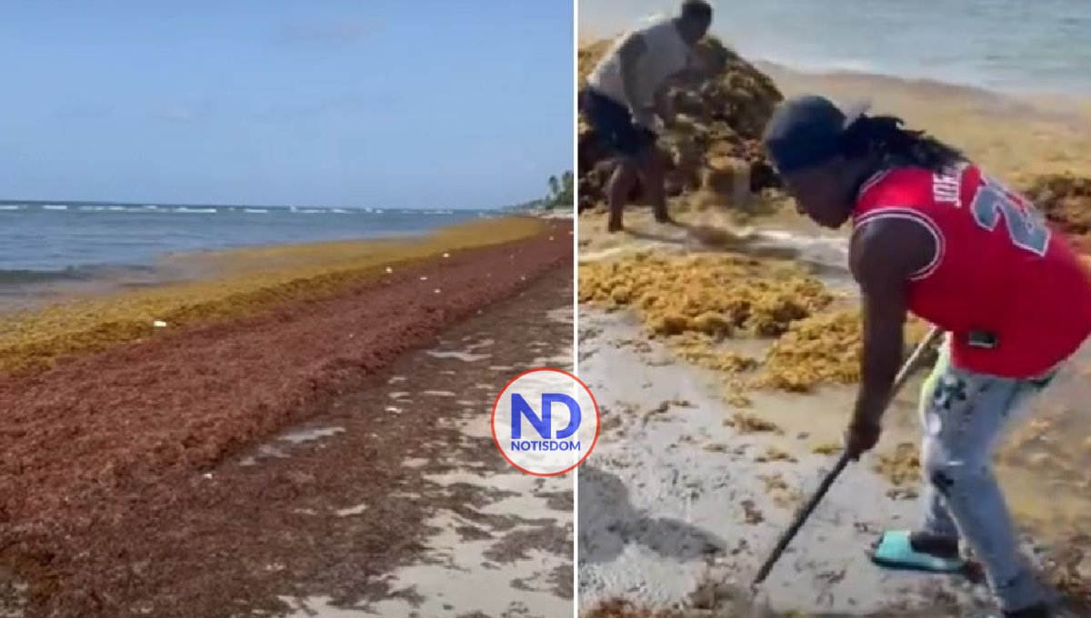 El sargazo cubría este domingo playas del Este de RD