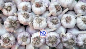 Libra de ajo cuesta 65 pesos, dice Administrador del Banco Agrícola