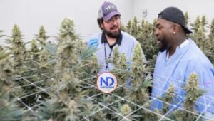 El Pachá cuestiona «Big Papi» se haya asociado a empresa cannabis