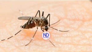 Siguen internamientos por dengue en hospitales