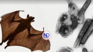 Ghana detecta dos posibles casos de fiebre de Marburgo, similar al ébola