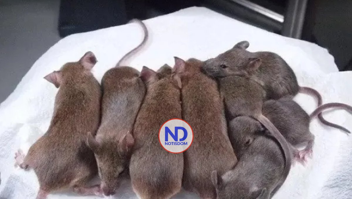 Científicos crean clones de ratones con células liofilizadas 2 Científicos crean clones de ratones con células liofilizadas