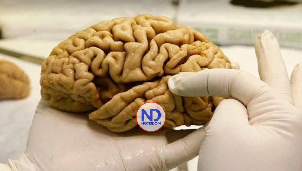 Ventajas y desventajas de los cerebros de personas creativas, según la ciencia