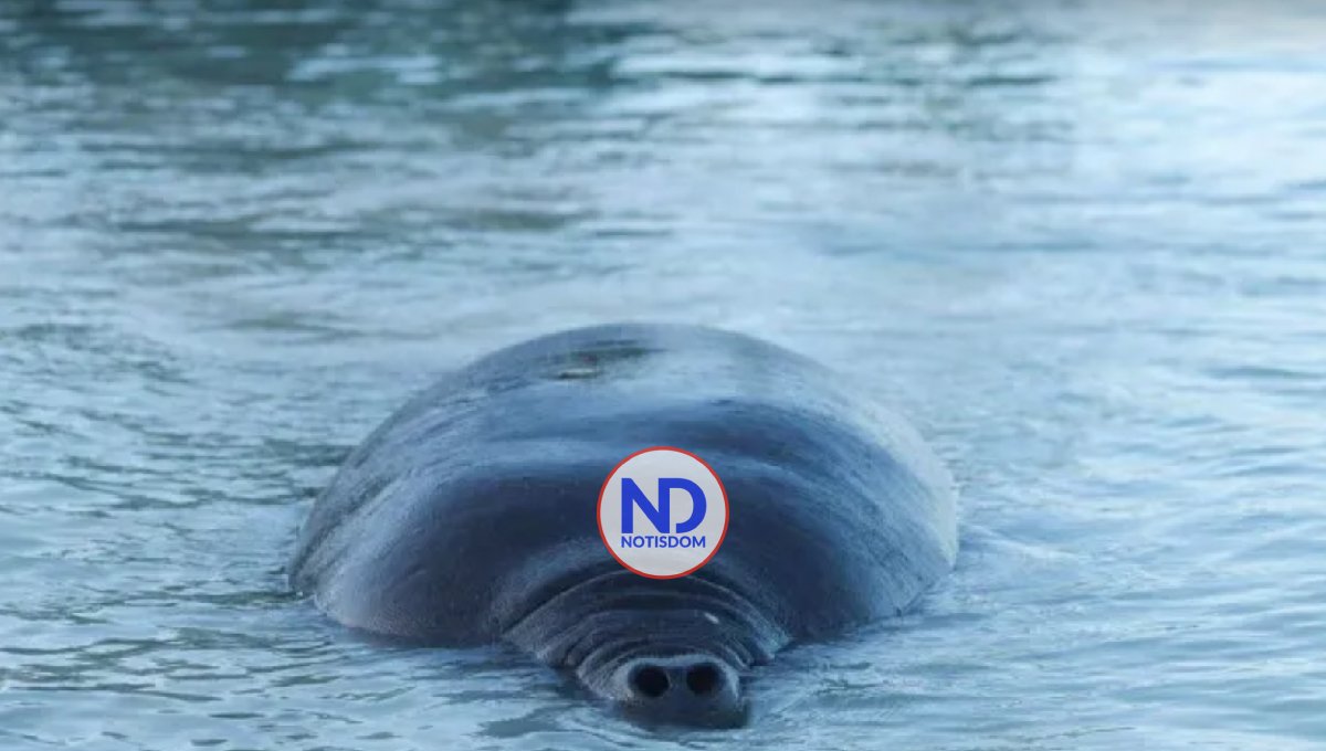 Muere manatí Juanita a más de un año establecida en el río Ozama