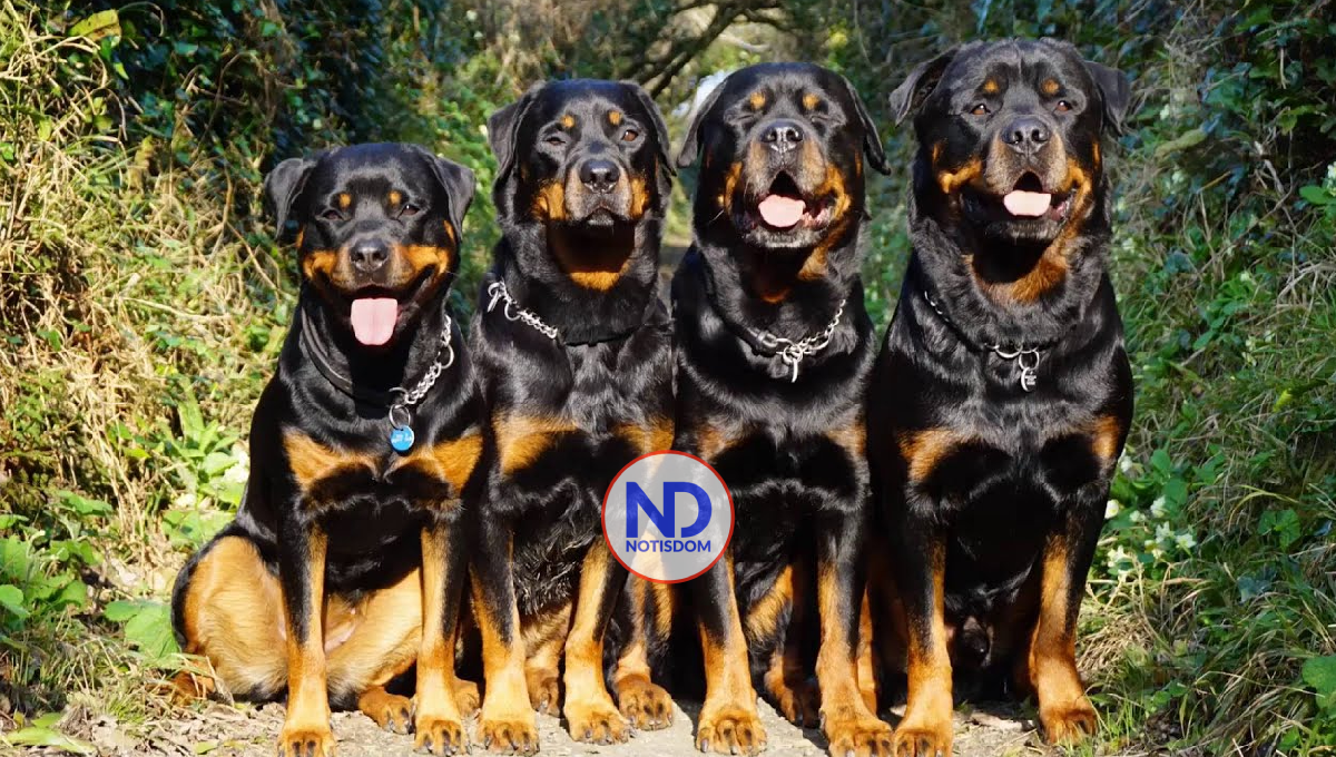 Hombre de 60 años fue devorado vivo por cuatro perros en Arroyo Hondo, de La Vega