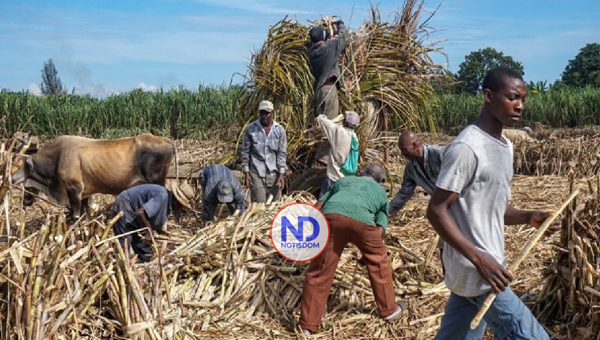 EU condena condiciones trabajo industria azucarera RD 2 EU condena condiciones trabajo industria azucarera RD