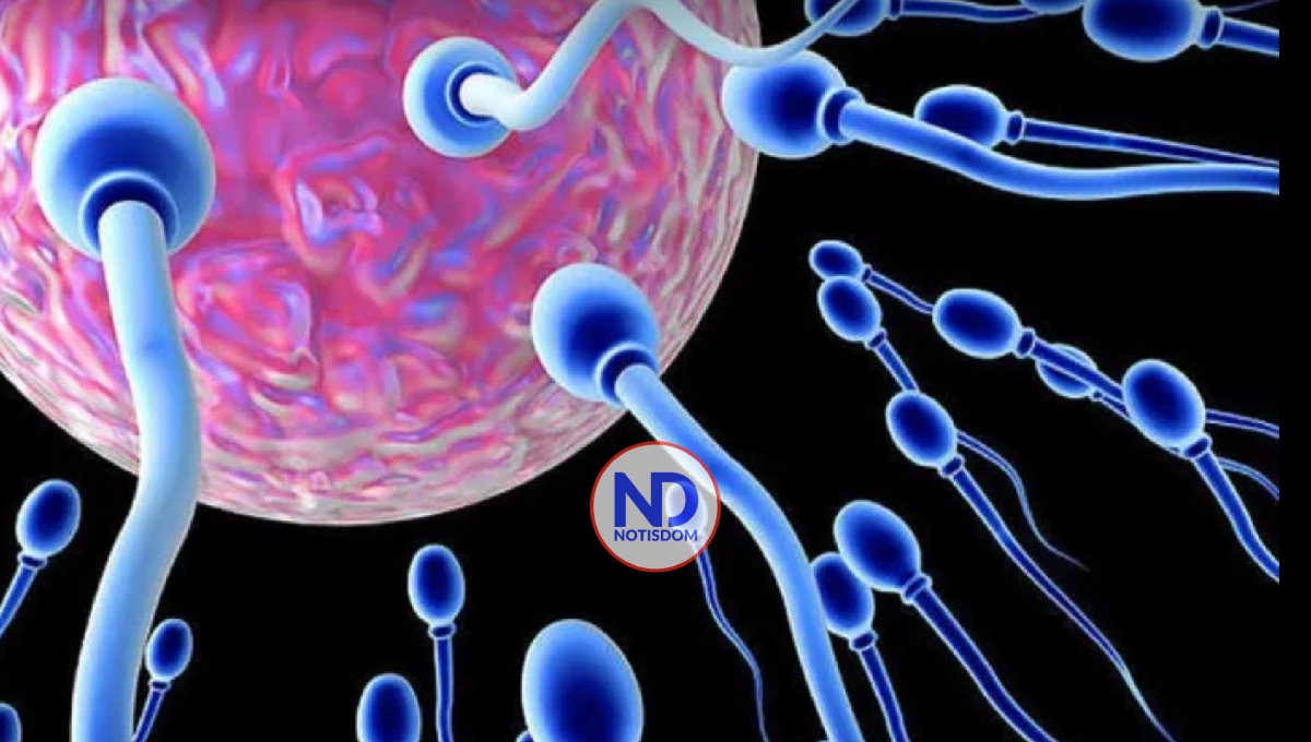 Descubren una proteína que podría mejorar los tratamientos de fertilidad