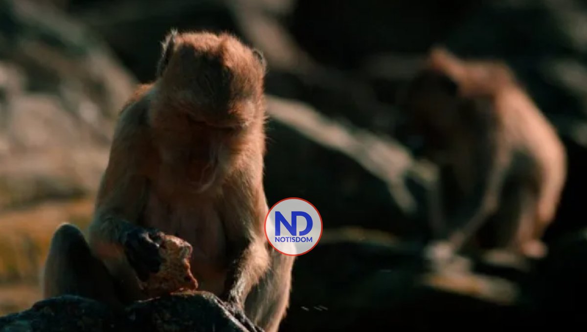 Un virus de monos similar al ébola está «listo» para saltar a los humanos