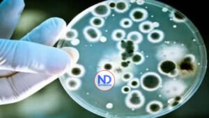 OMS elabora lista de hongos más peligrosos para la salud humana