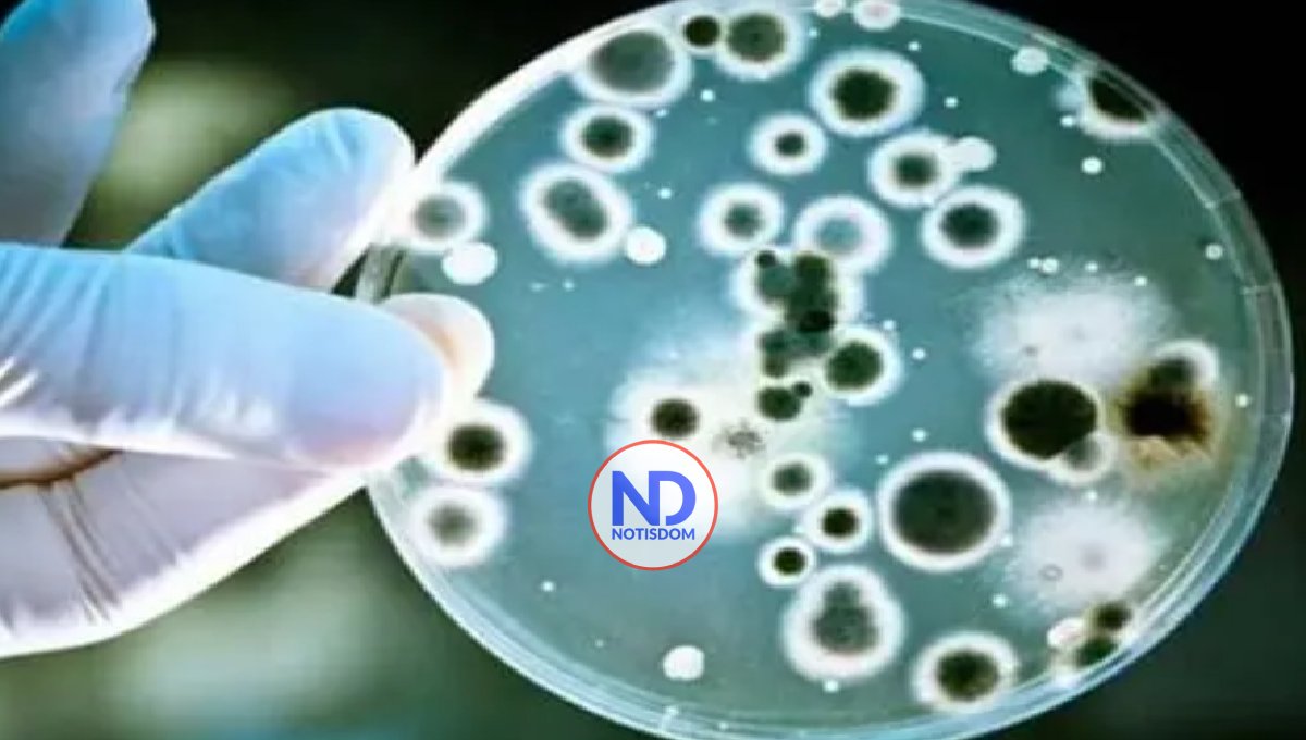 OMS elabora lista de hongos más peligrosos para la salud humana