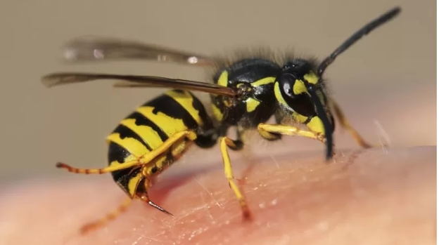 Qué es la inflamación y por qué puede ser un arma de doble filo 4 ABEJA 1 Qué es la inflamación y por qué puede ser un arma de doble filo