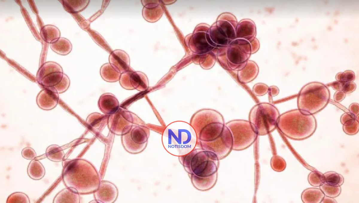 Argentina detecta dos casos del hongo superresistente