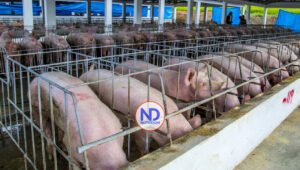 La lucha por mantener industria porcina sigue activa desde los campos