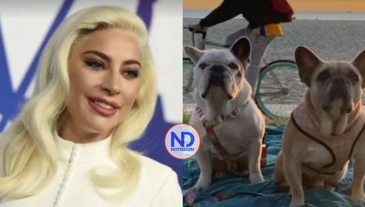 Hombre que robó los perros de Lady Gaga es sentenciado a 21 años de prisión 2 Hombre que robó los perros de Lady Gaga es sentenciado a 21 años de prisión