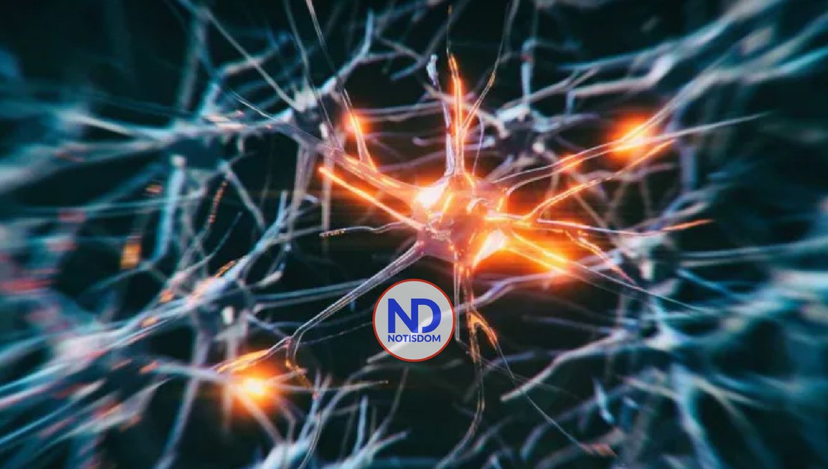 Descubren las neuronas que mantienen en 37º C temperatura corporal mamíferos