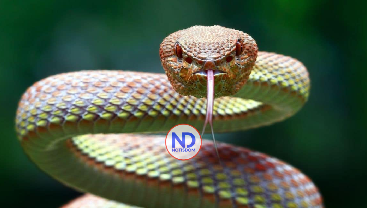 Mediante estudio pionero, científicos descubren que las serpientes tienen clítoris