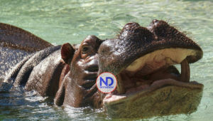 INCREIBLE! Hipopótamo se traga un niño de 2 años y luego lo escupe vivo