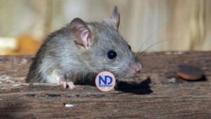 Multan alcalde Eric Adams por ratas en su vivienda