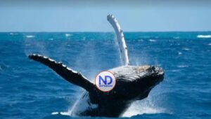 Dan inicio oficial a la temporada de observación de ballenas 2023