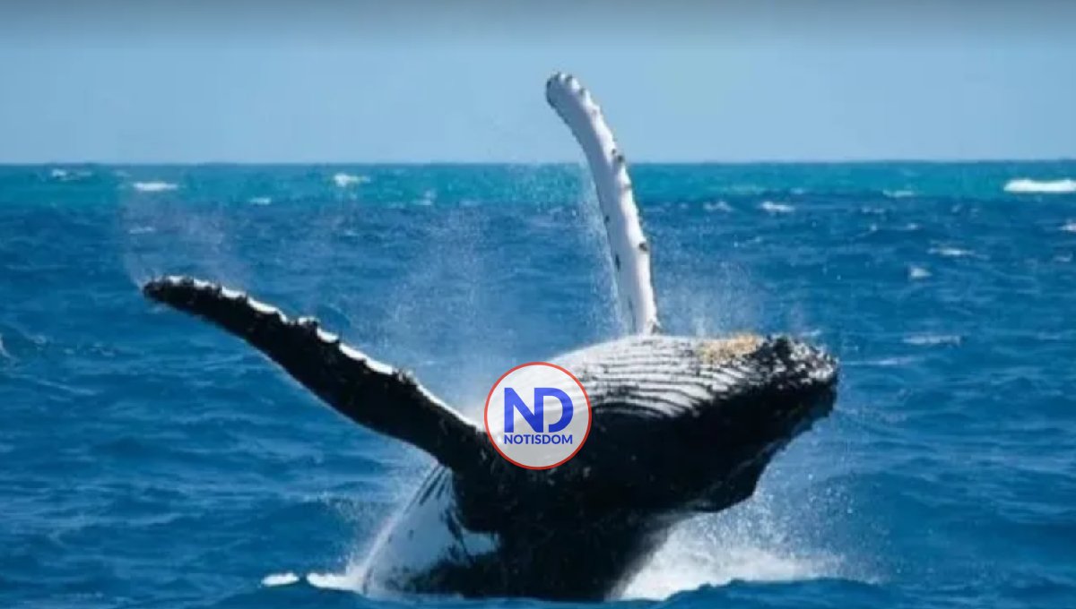 Dan inicio oficial a la temporada de observación de ballenas 2023