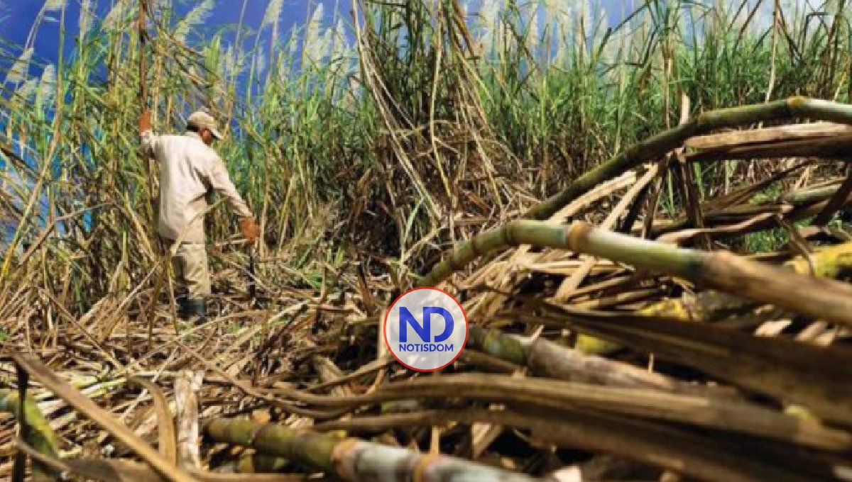 EU vuelve a la carga: exige a RD acciones contra abusos a cañeros