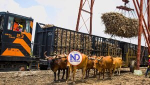 Inazucar deja sin cuota de azúcar a Central Romana tras veto EE.UU.
