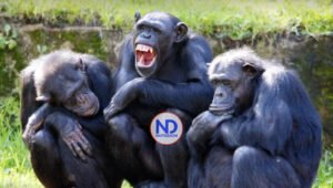 Los chimpancés adolescentes son menos impulsivos que los humanos