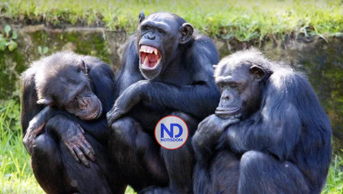 Los chimpancés adolescentes son menos impulsivos que los humanos