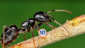 Las hormigas pueden oler el cáncer