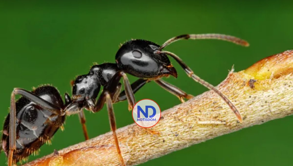 Las hormigas pueden oler el cáncer