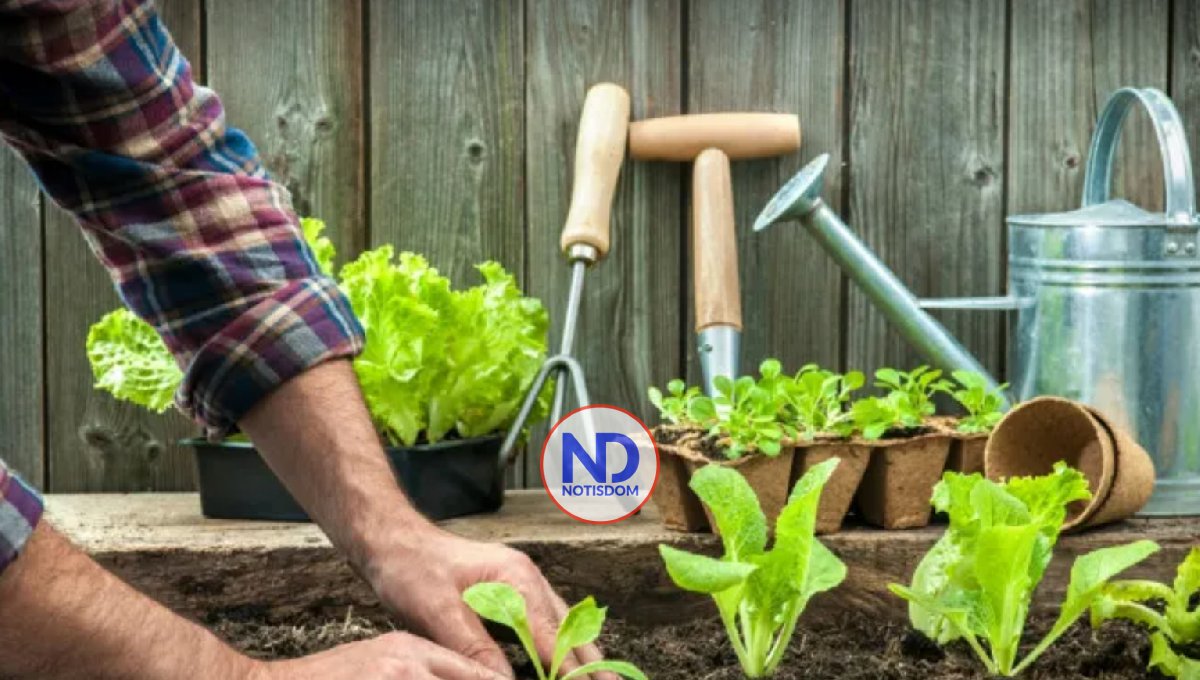 Quienes cultivan huertos tienen menos riesgo de cáncer y mejor salud mental