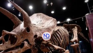 Museo de Florida exhibirá el mayor Triceratops jamás hallado en el planeta