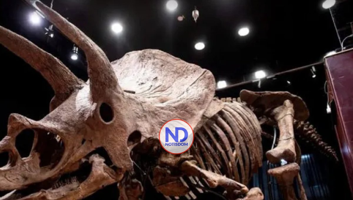 Museo de Florida exhibirá el mayor Triceratops jamás hallado en el planeta