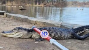 Capturan en un parque de Nueva York a un caimán de más de un metro