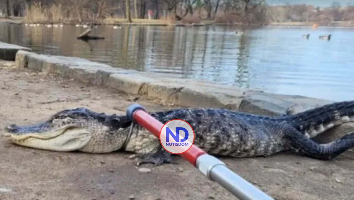 Capturan en un parque de Nueva York a un caimán de más de un metro