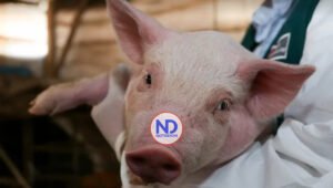 Identifican un mecanismo clave en el virus de la peste porcina africana