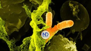 La Shigella una bacteria resistente a los medicamentos