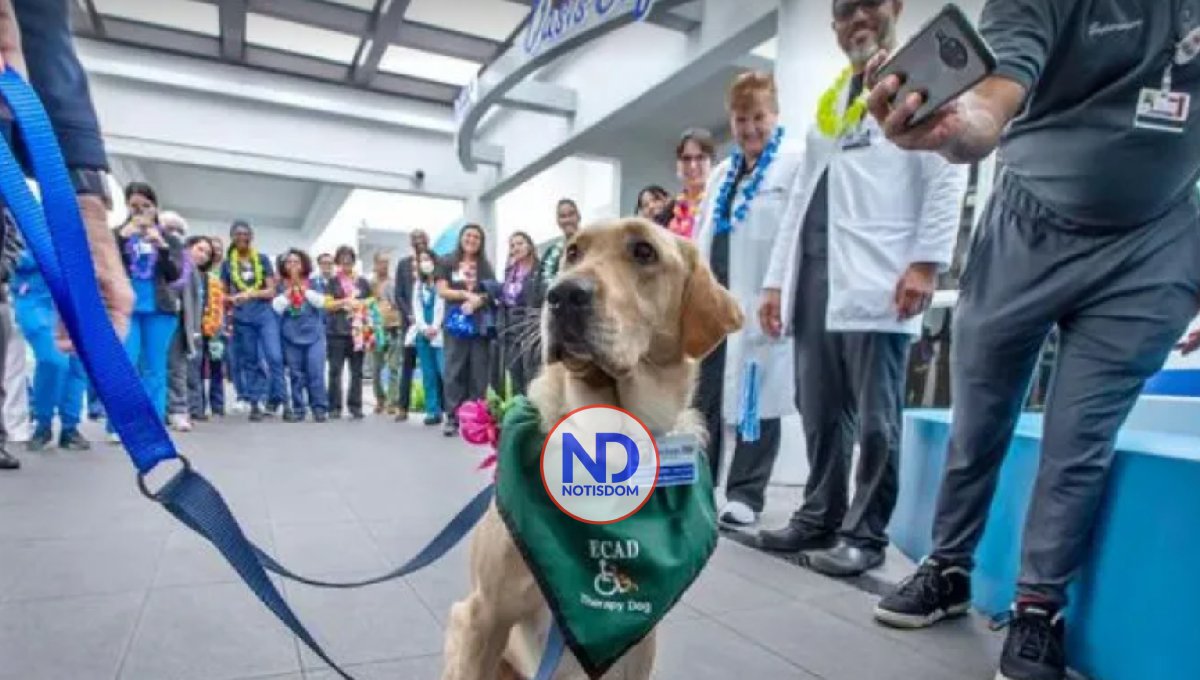 Una perra da afecto a pacientes en rehabilitación de un hospital de Florida