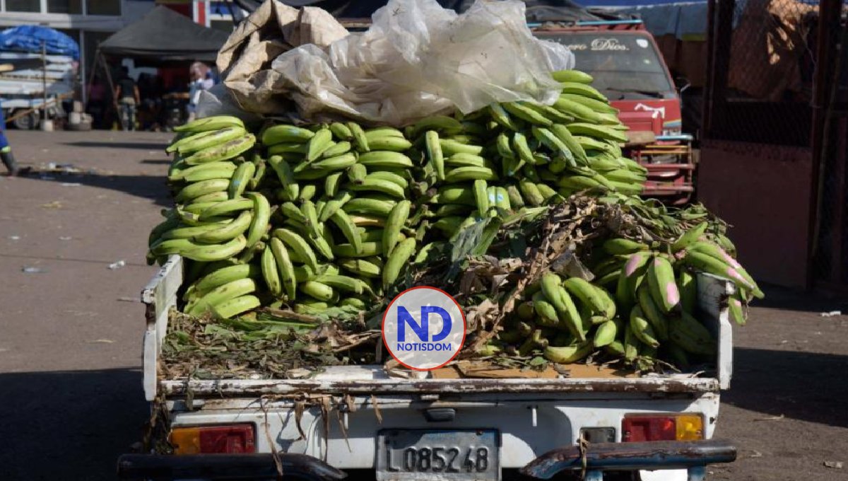 La diferencia entre el plátano barahonero y el cibaeño
