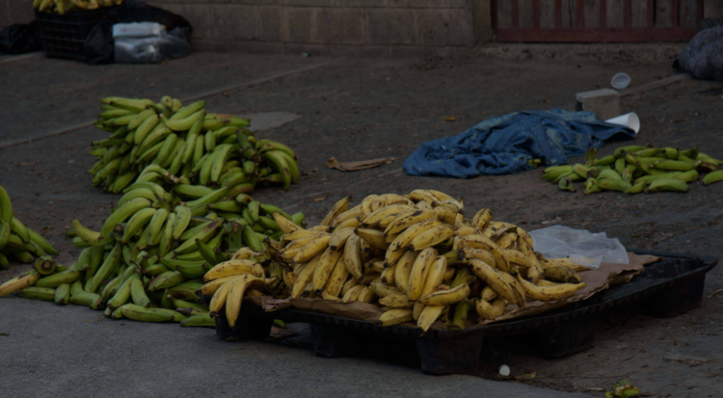 PLATANOS 3 La diferencia entre el plátano barahonero y el cibaeño