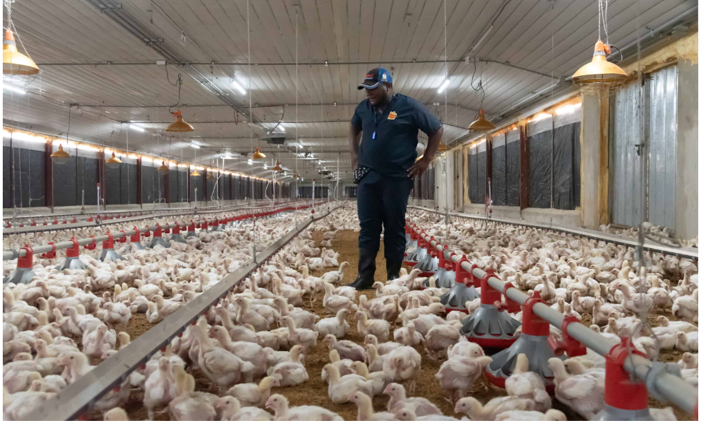 En enero 2023, avicultores dominicanos establecen récord de producción 3 POLLO 5 En enero 2023, avicultores dominicanos establecen récord de producción