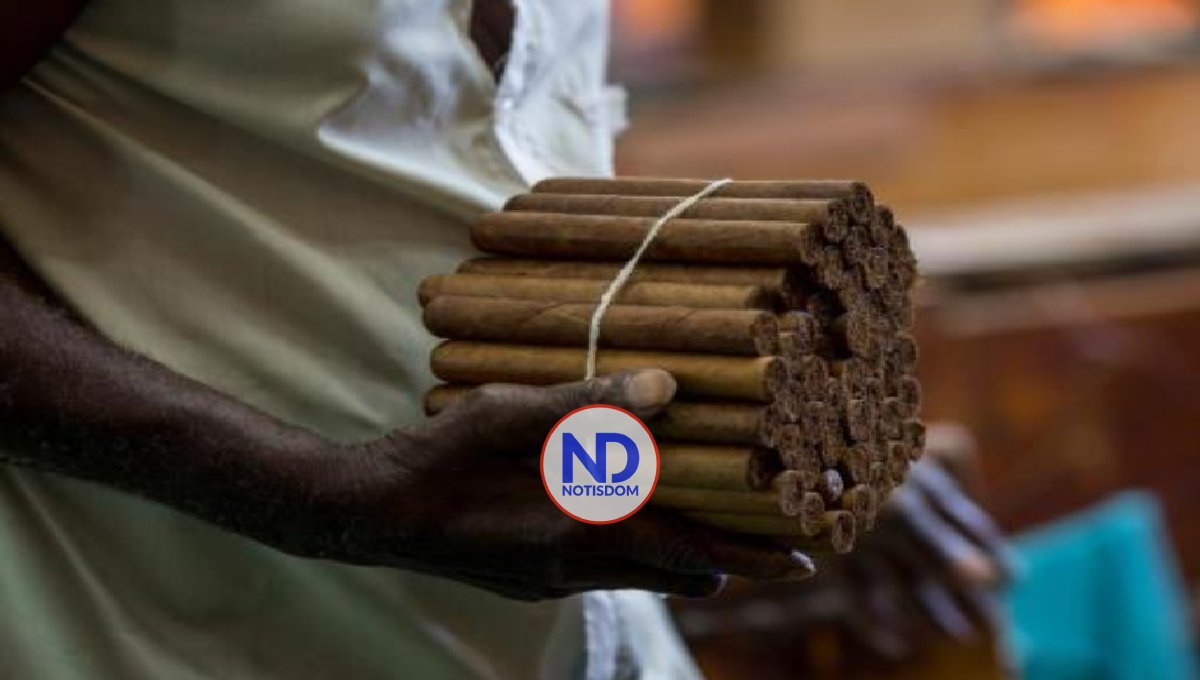 Exportaciones de cigarros puros bajan más de un 3 % en 2022 2 Exportaciones de cigarros puros bajan más de un 3 % en 2022