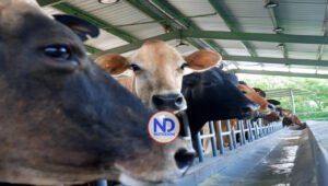 RD produce 300 mil litros de leche diarios